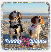 Load image into Gallery viewer, Buddy Mercury Official PAW-print Bundle